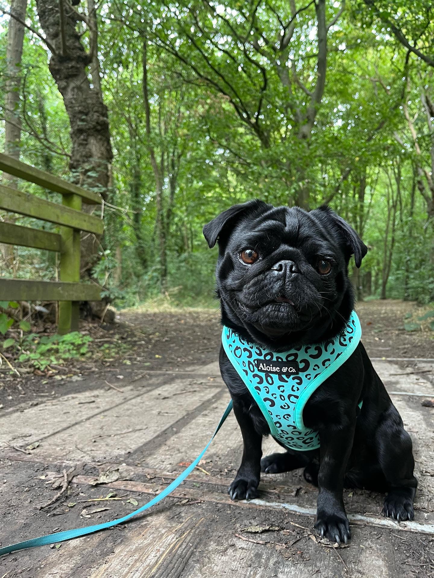 Adjustable Dog Harness - Minty Madness