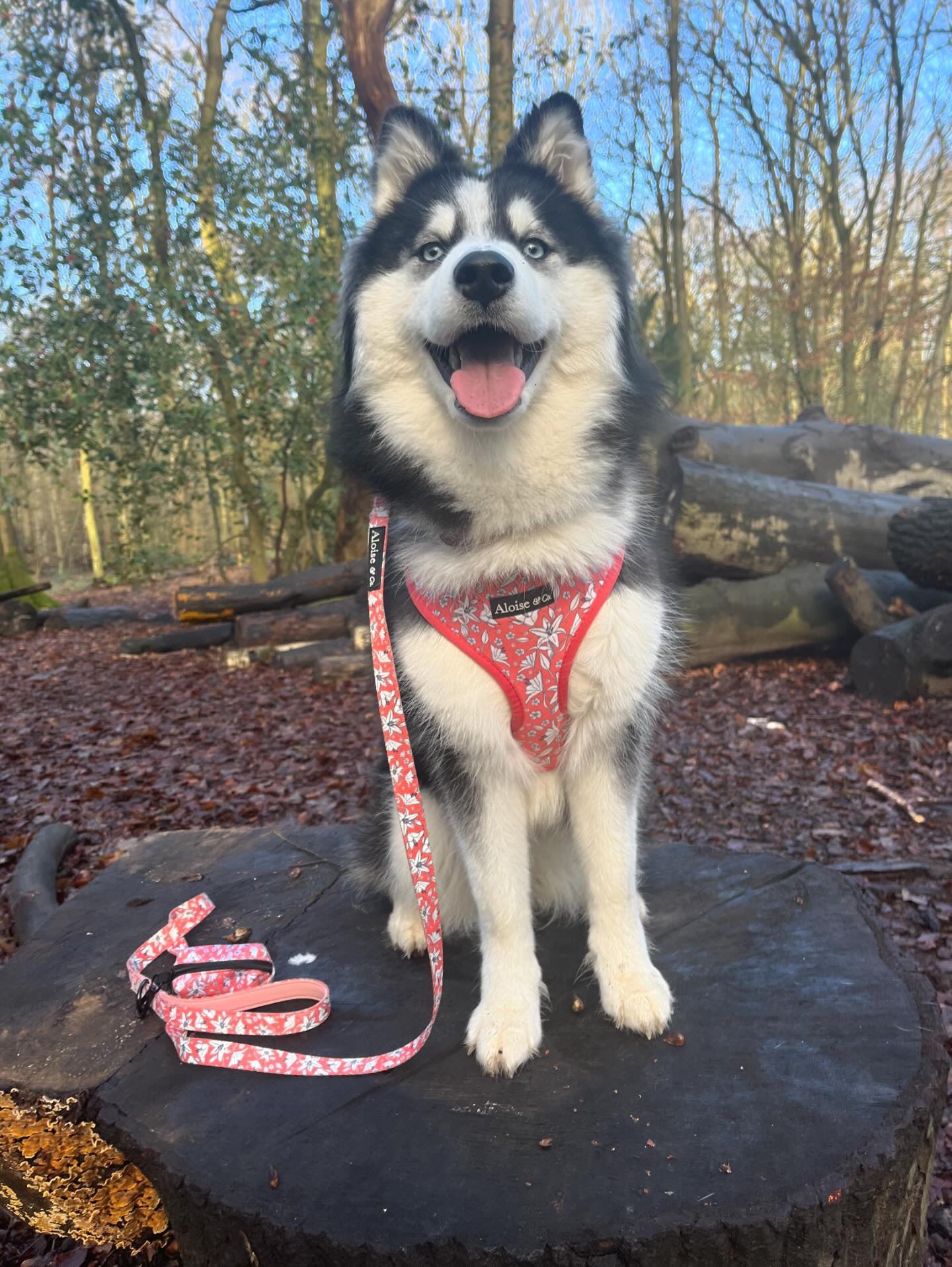 Adjustable Dog Harness - Little lilies