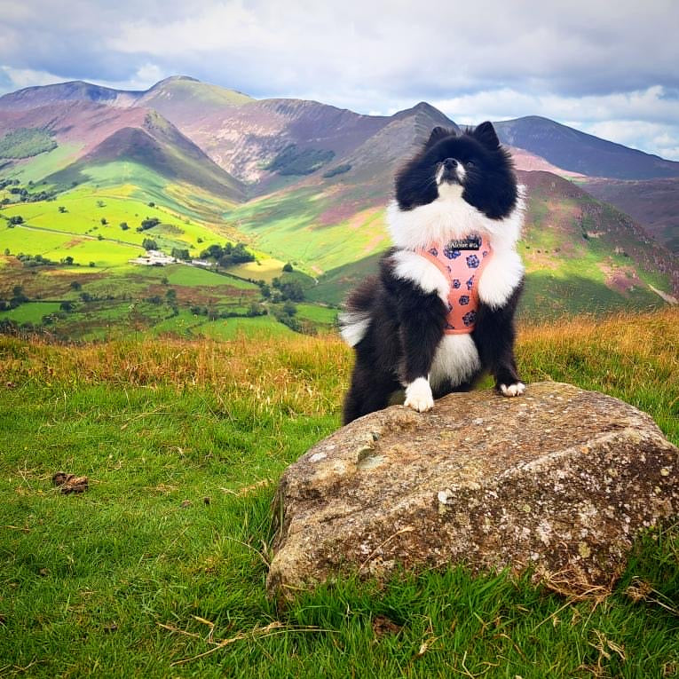 Adjustable Dog Harness - Blooming Blossom