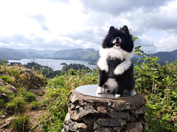 Adjustable Dog Harness - Black Tartan Classic