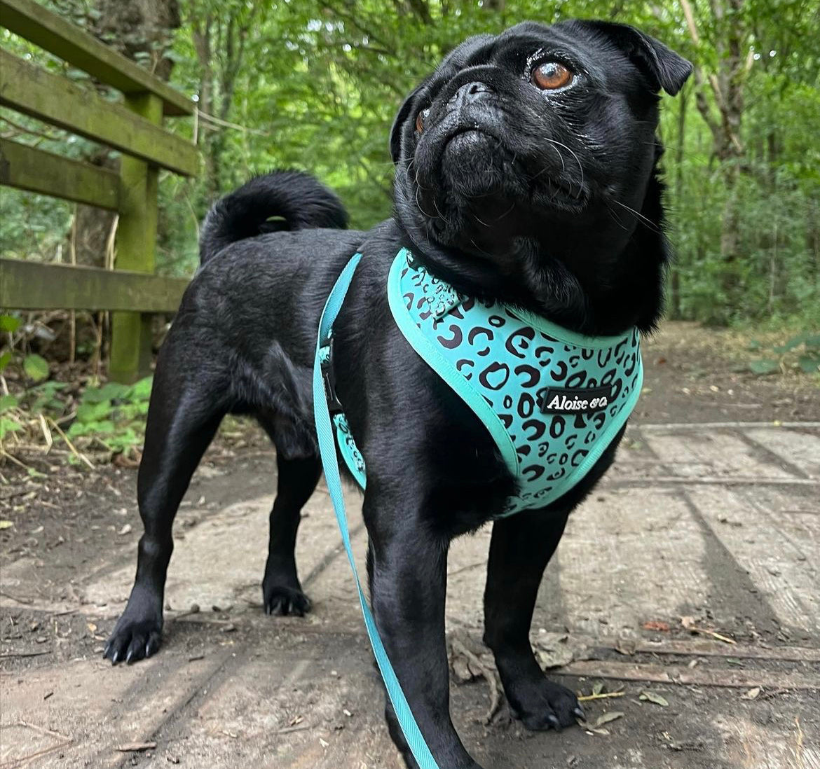Adjustable Dog Harness - Minty Madness