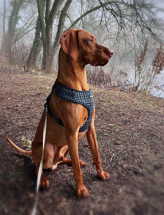 Black dog harness
