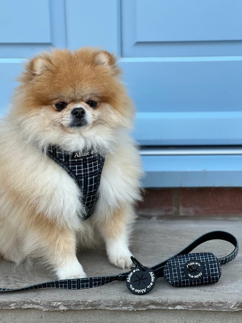 Black dog harness