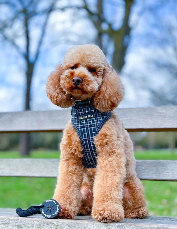 Black dog harness
