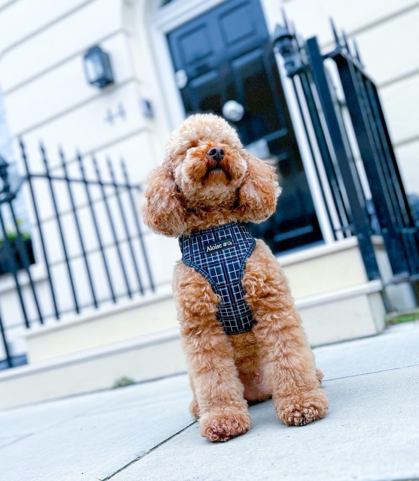 Black dog harness