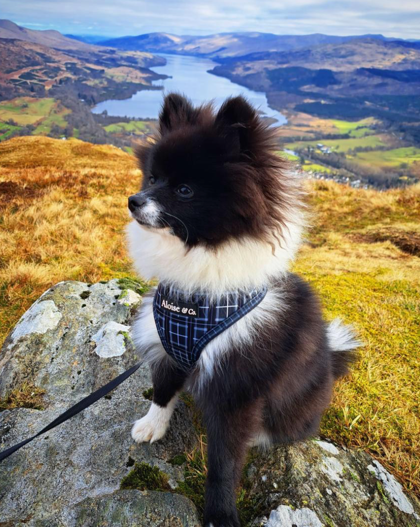 Black dog harness