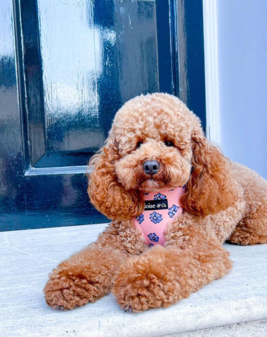 Adjustable Dog Harness - Blooming Blossom