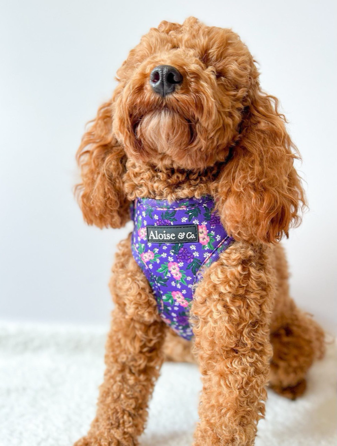Adjustable Dog Harness - Purple Pansies