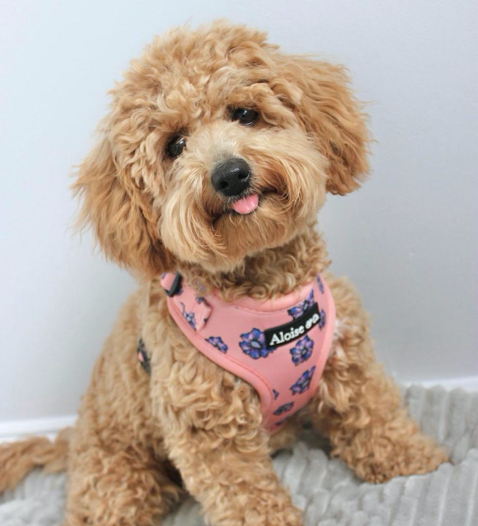 Adjustable Dog Harness - Blooming Blossom