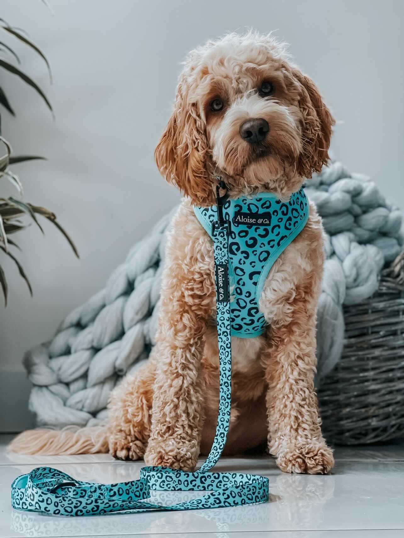 Adjustable Dog Harness - Minty Madness
