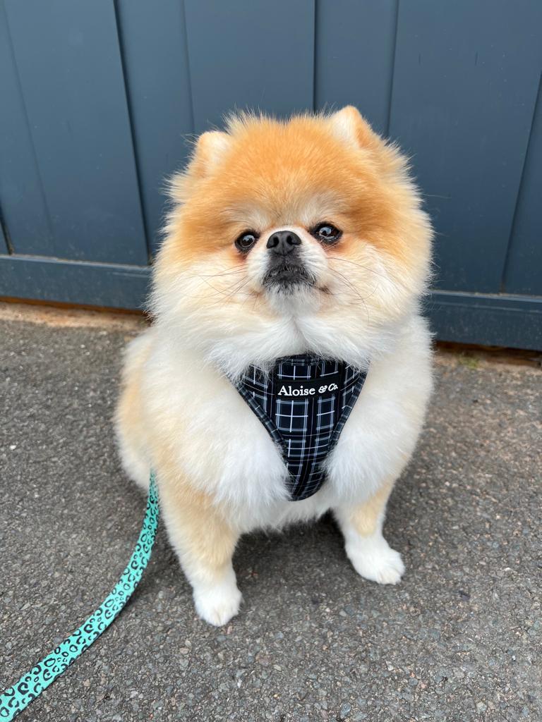 Black dog harness