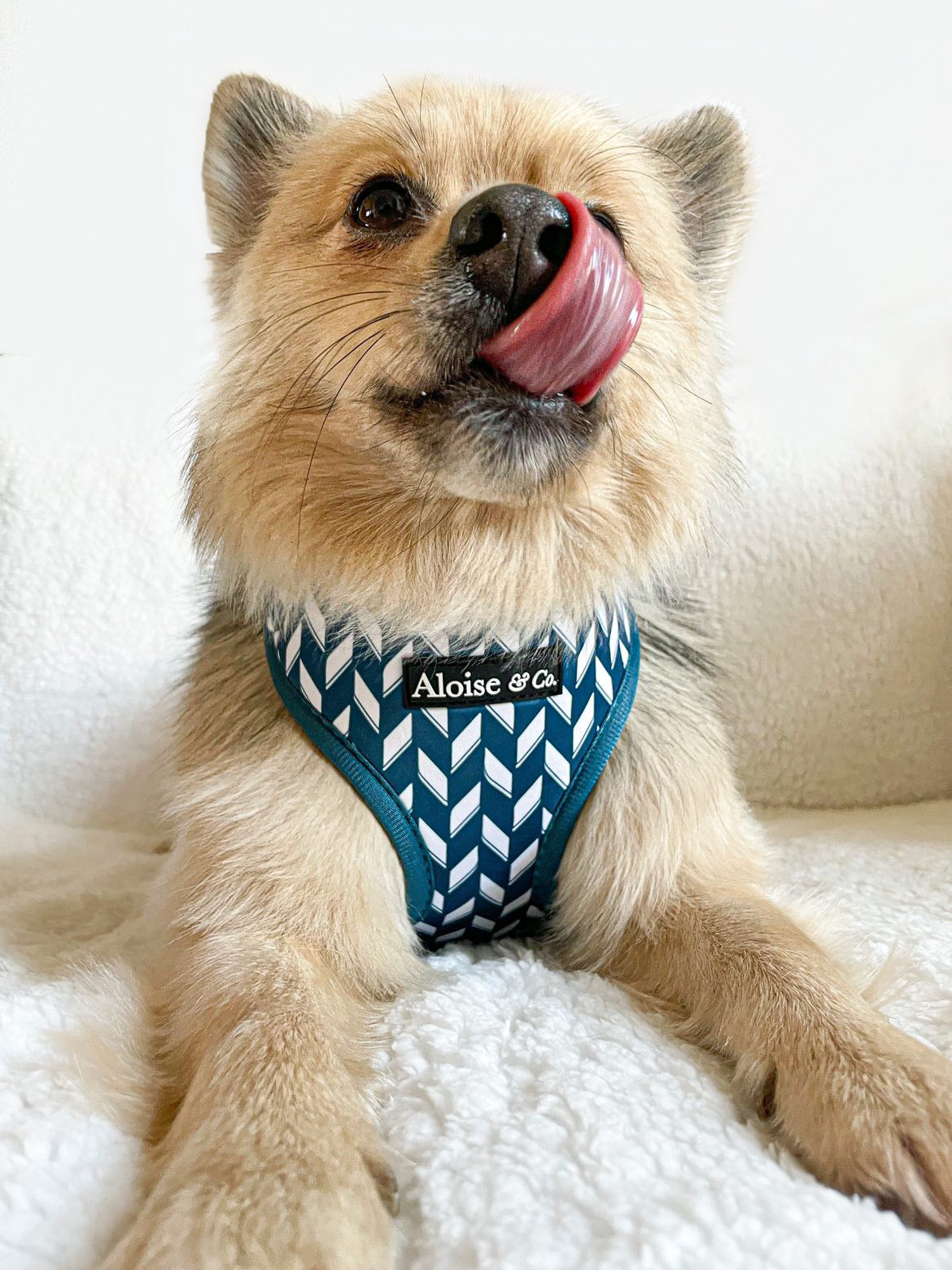 Adjustable Dog Harness - Handsome in Herringbone