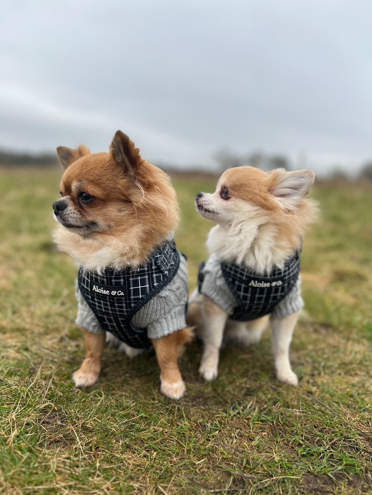Black dog harness