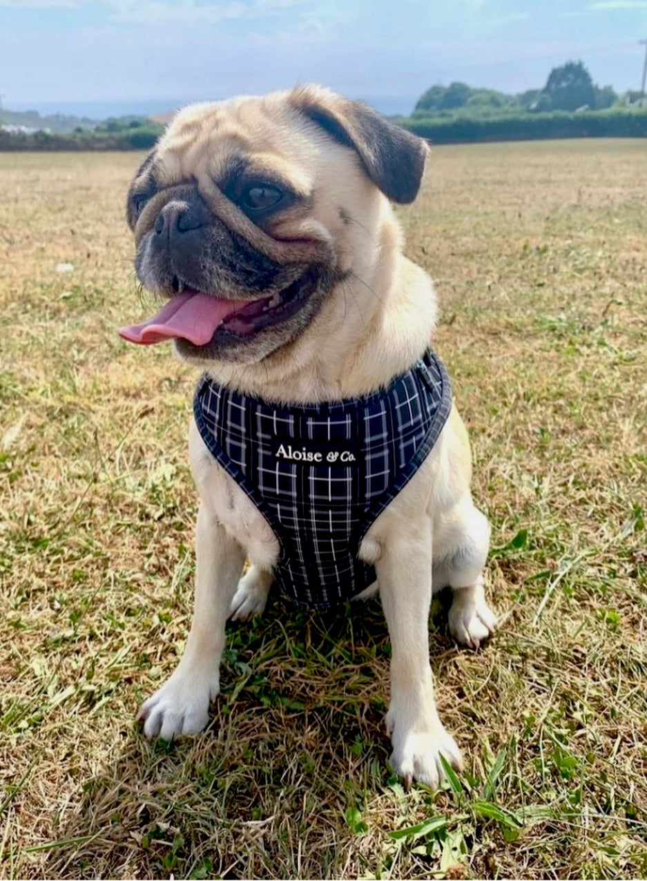 Black dog harness