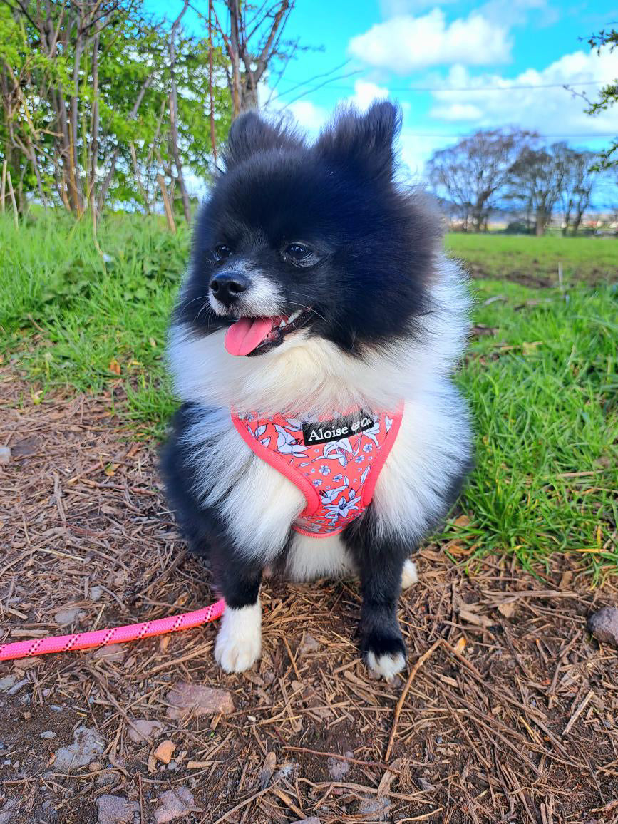 Adjustable Dog Harness - Little lilies