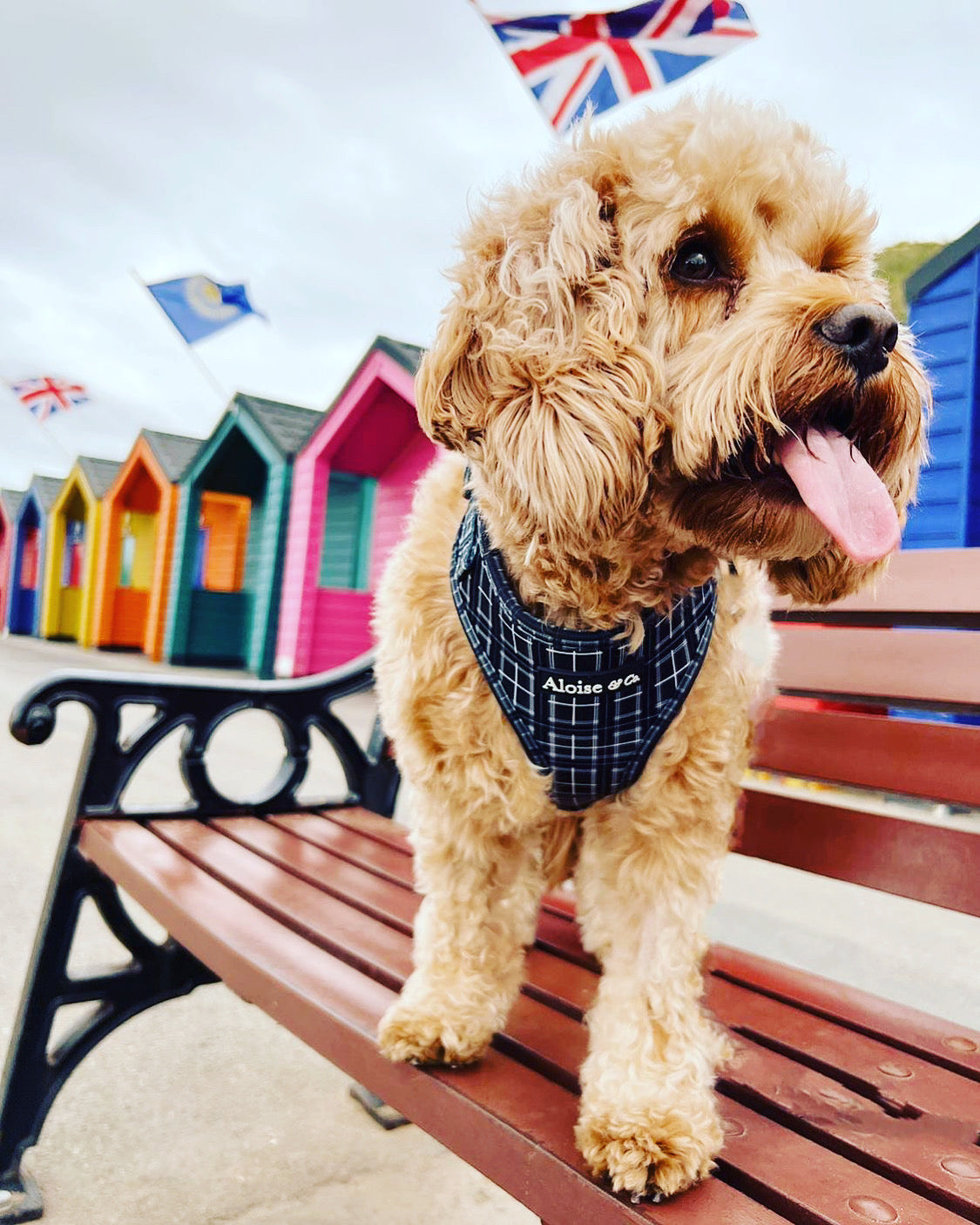 Black dog harness