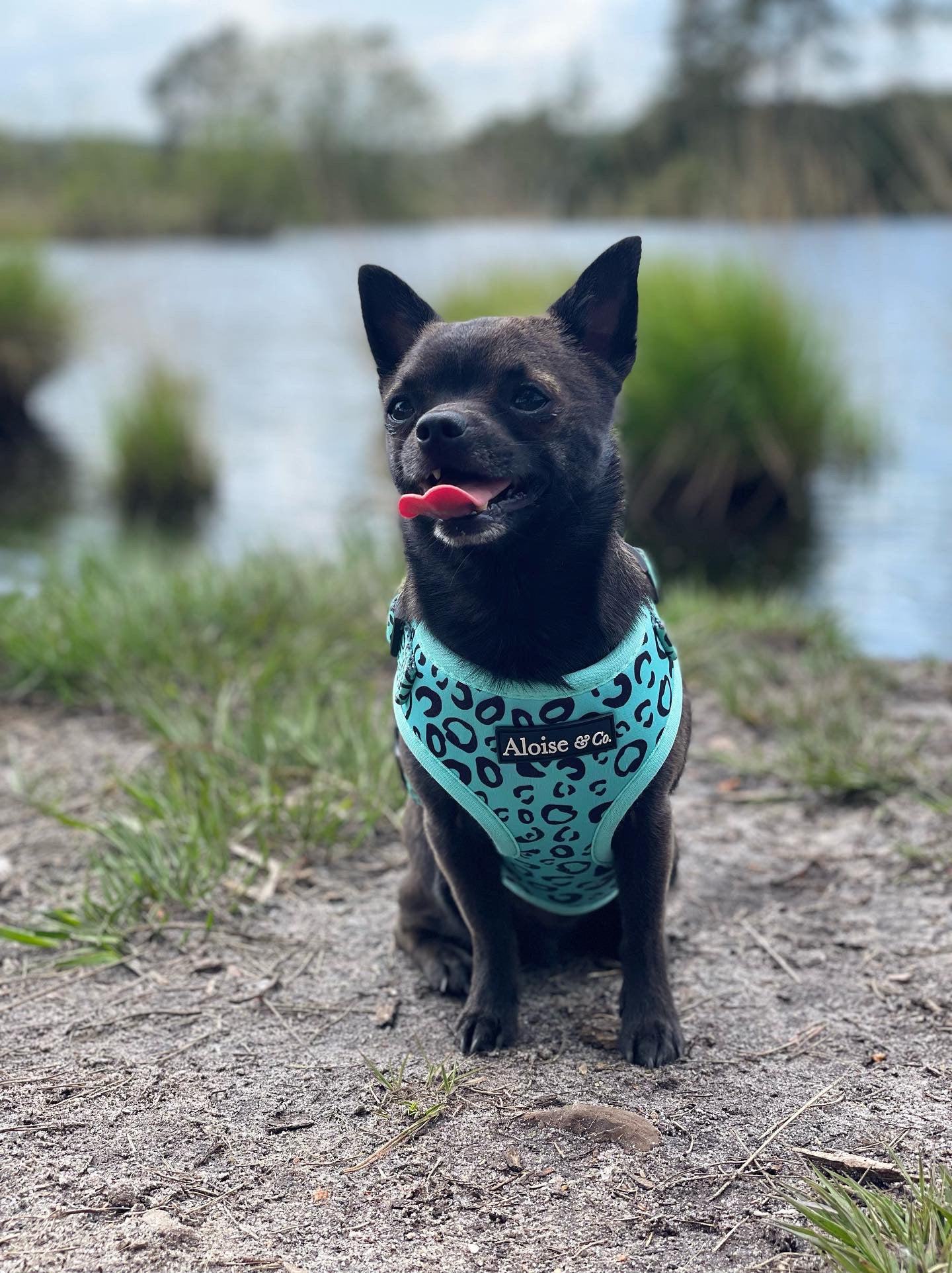 Adjustable Dog Harness - Minty Madness