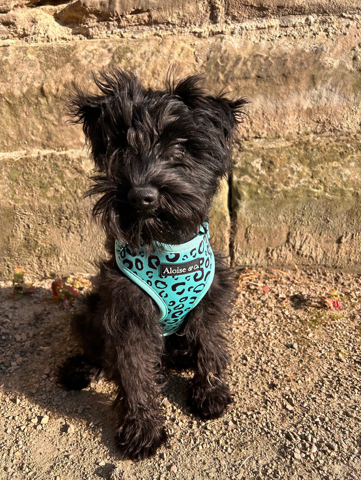 Adjustable Dog Harness - Minty Madness