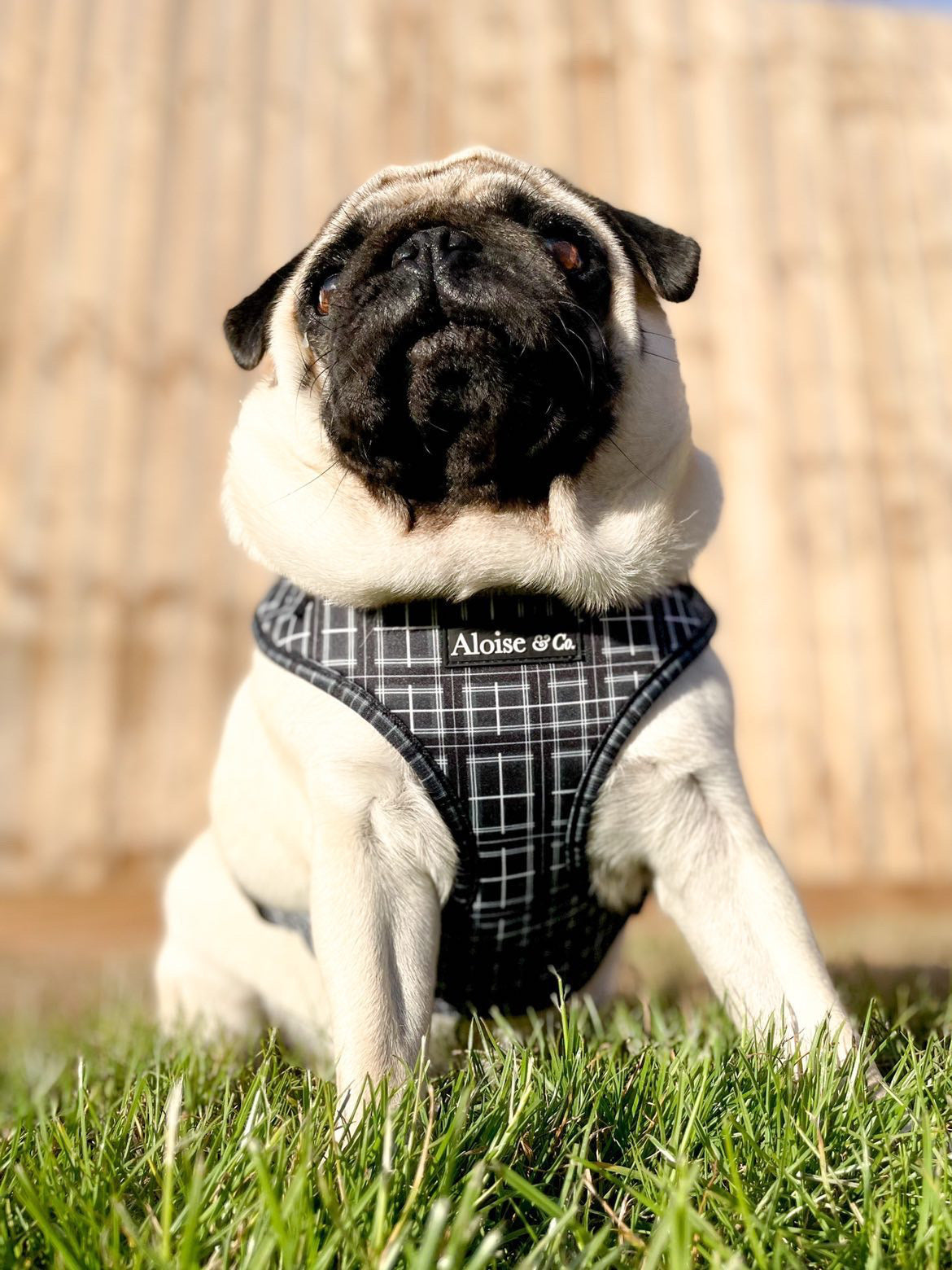 Black dog harness