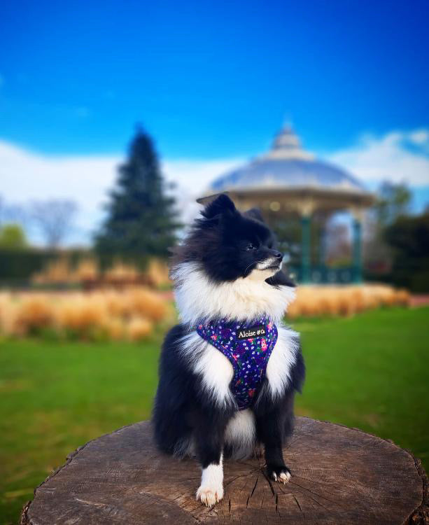 Adjustable Dog Harness - Purple Pansies