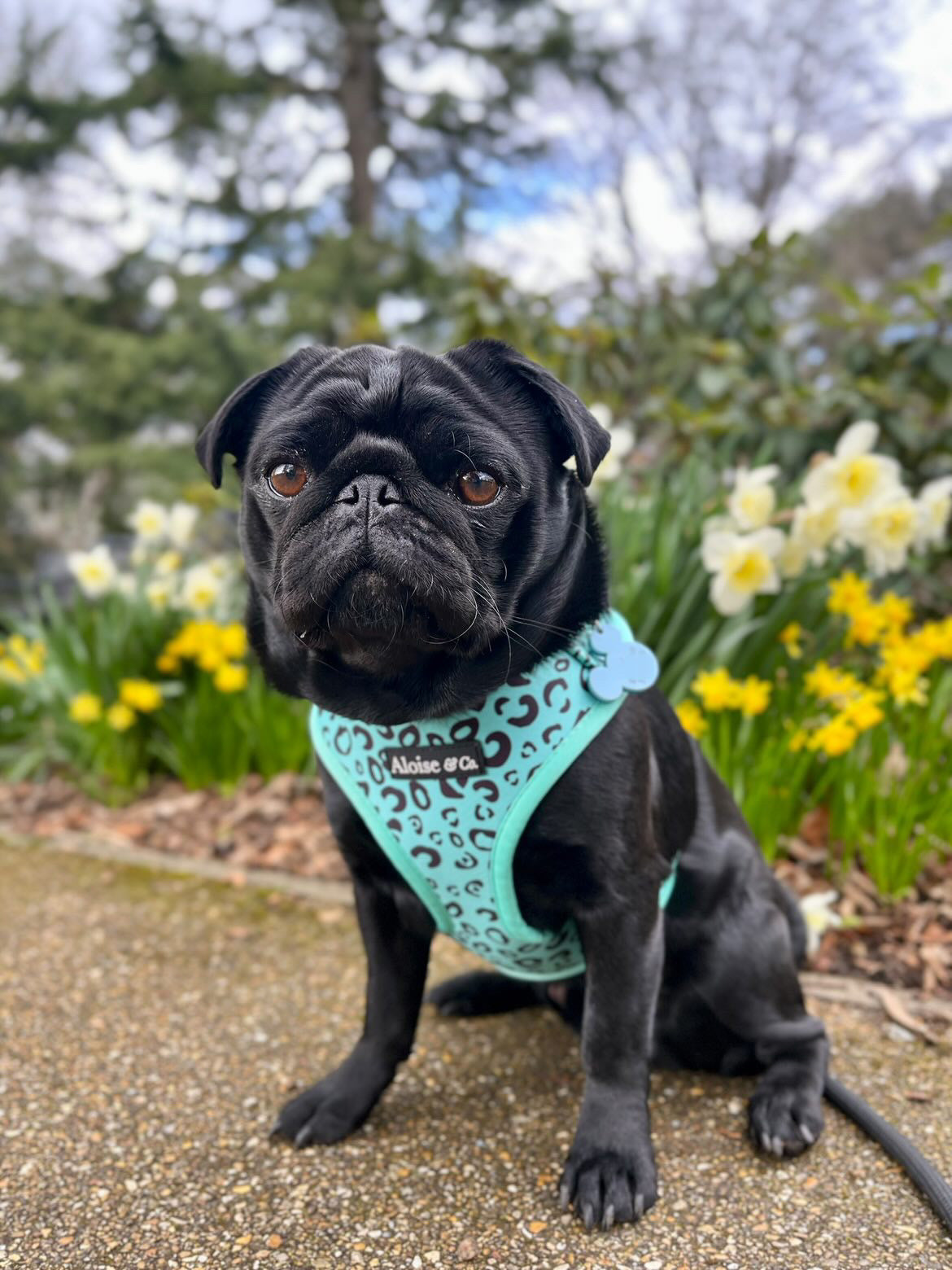 Adjustable Dog Harness - Minty Madness
