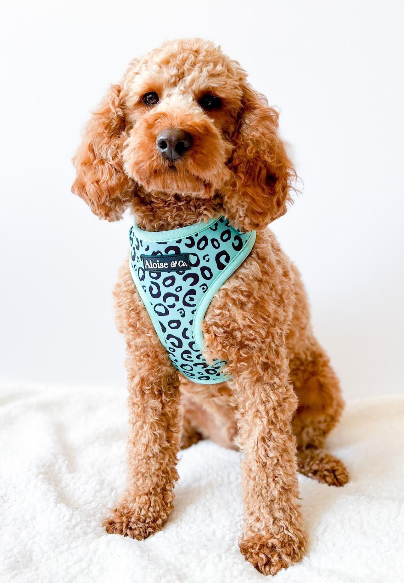 Adjustable Dog Harness - Minty Madness