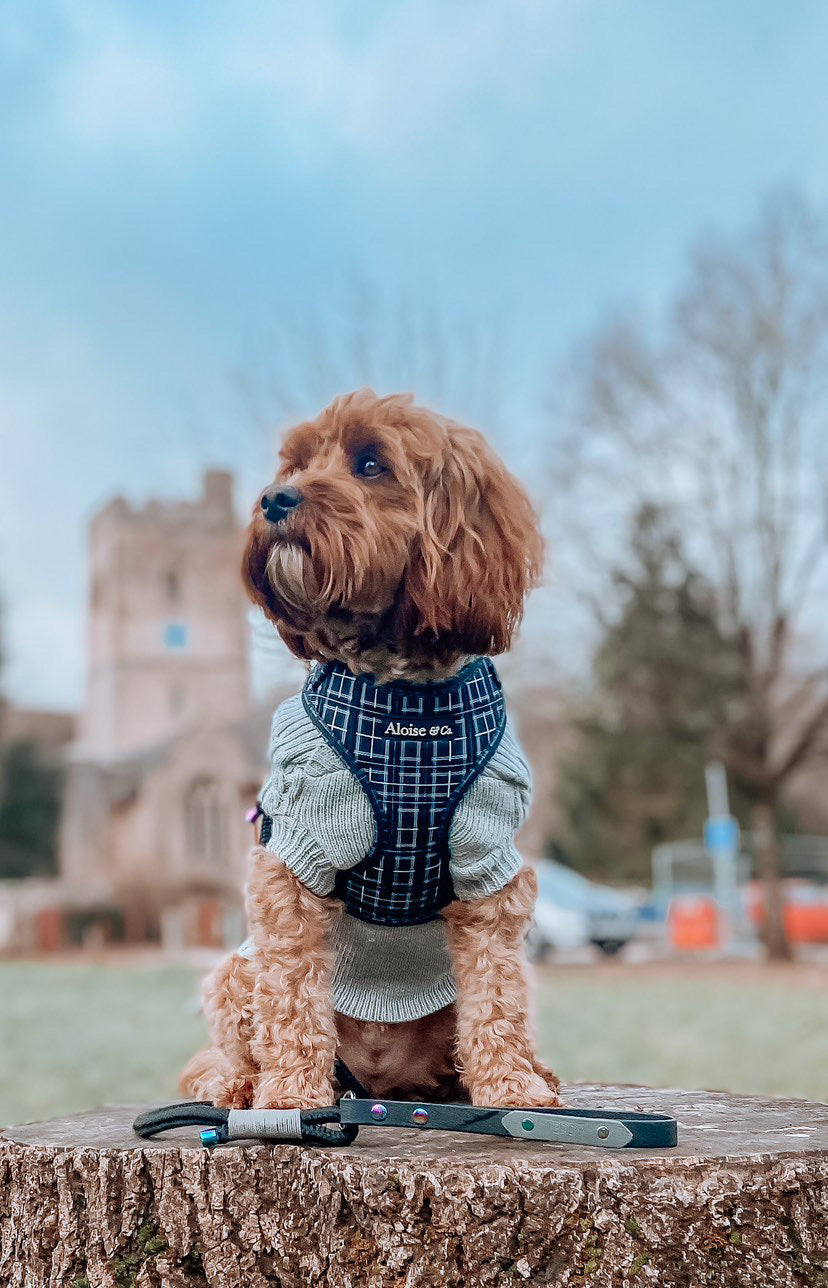 Black dog harness
