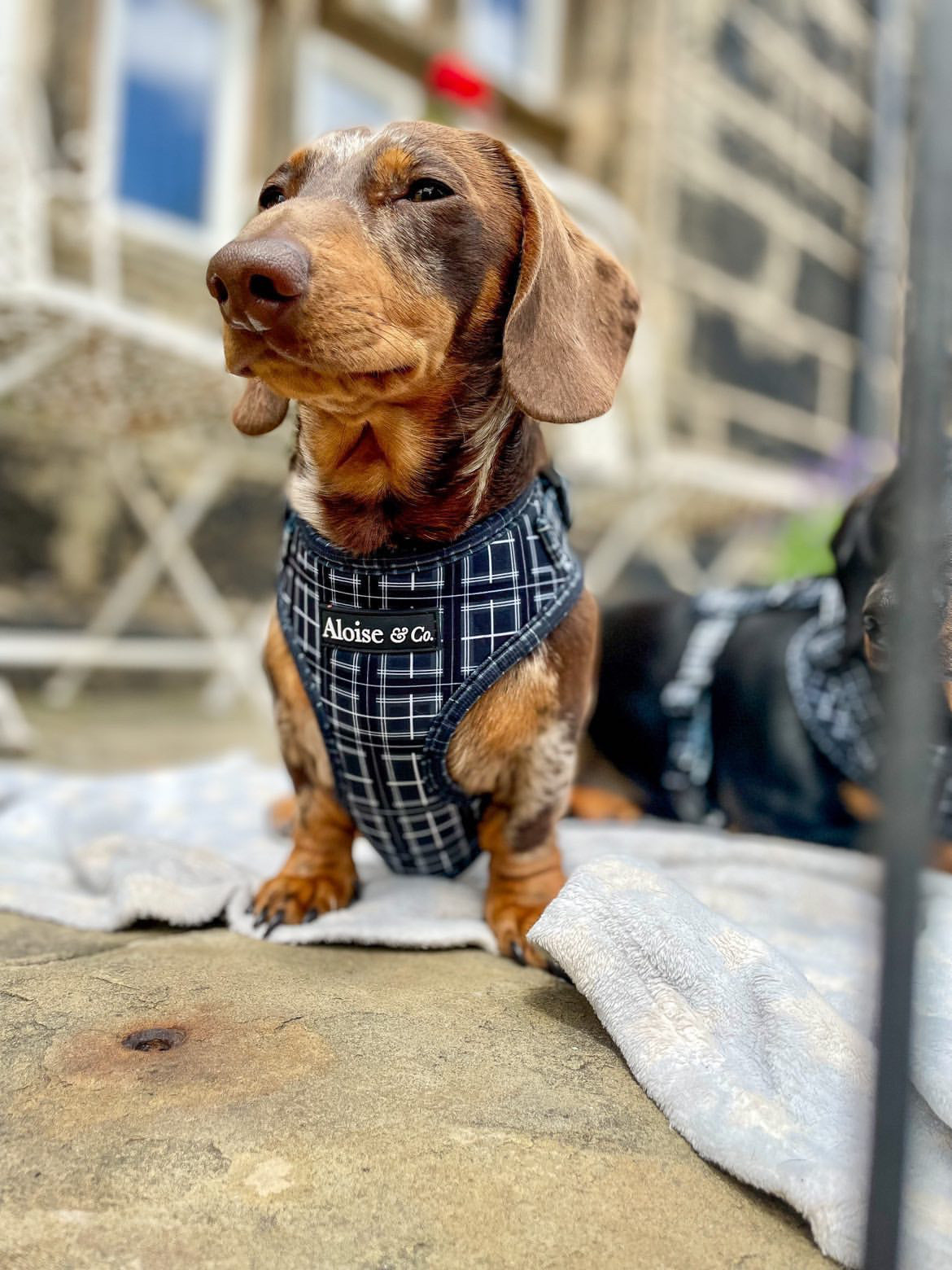 Black dog harness