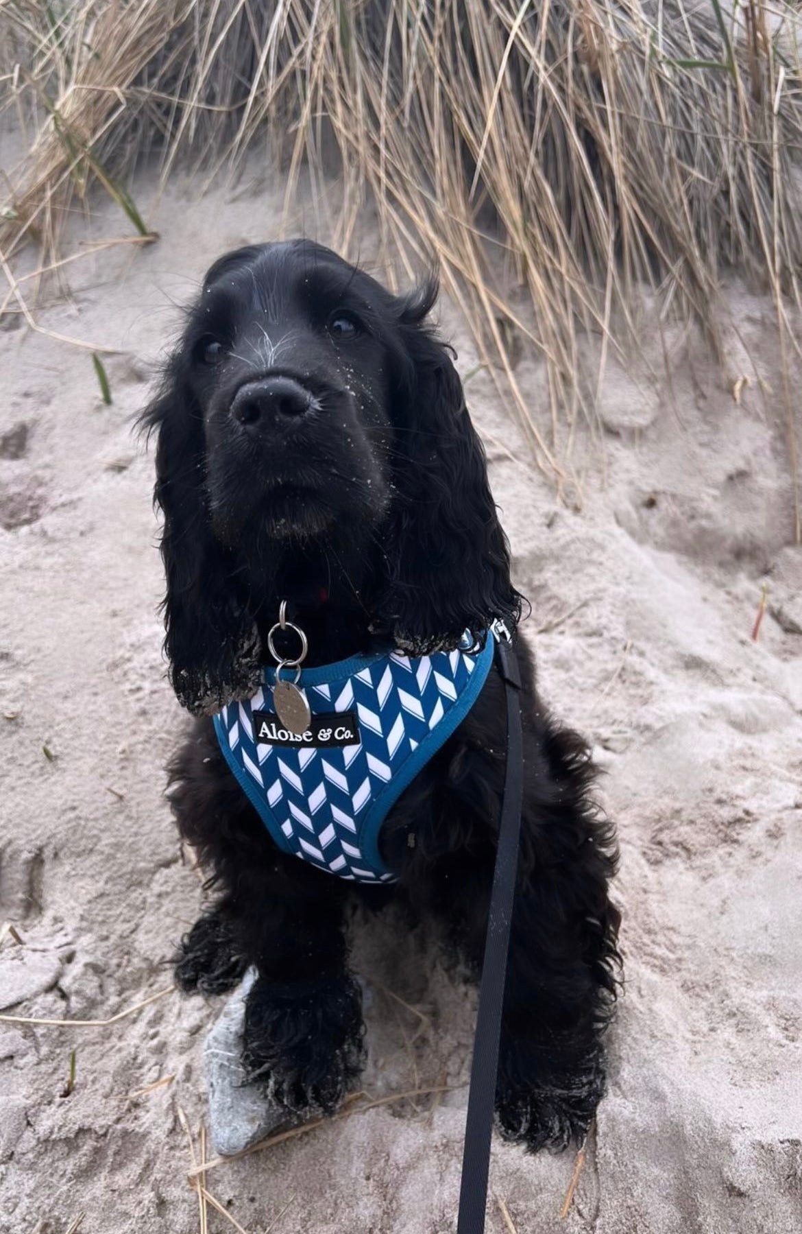 Adjustable Dog Harness - Handsome in Herringbone