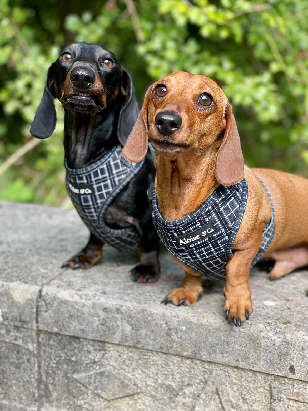 Black dog harness