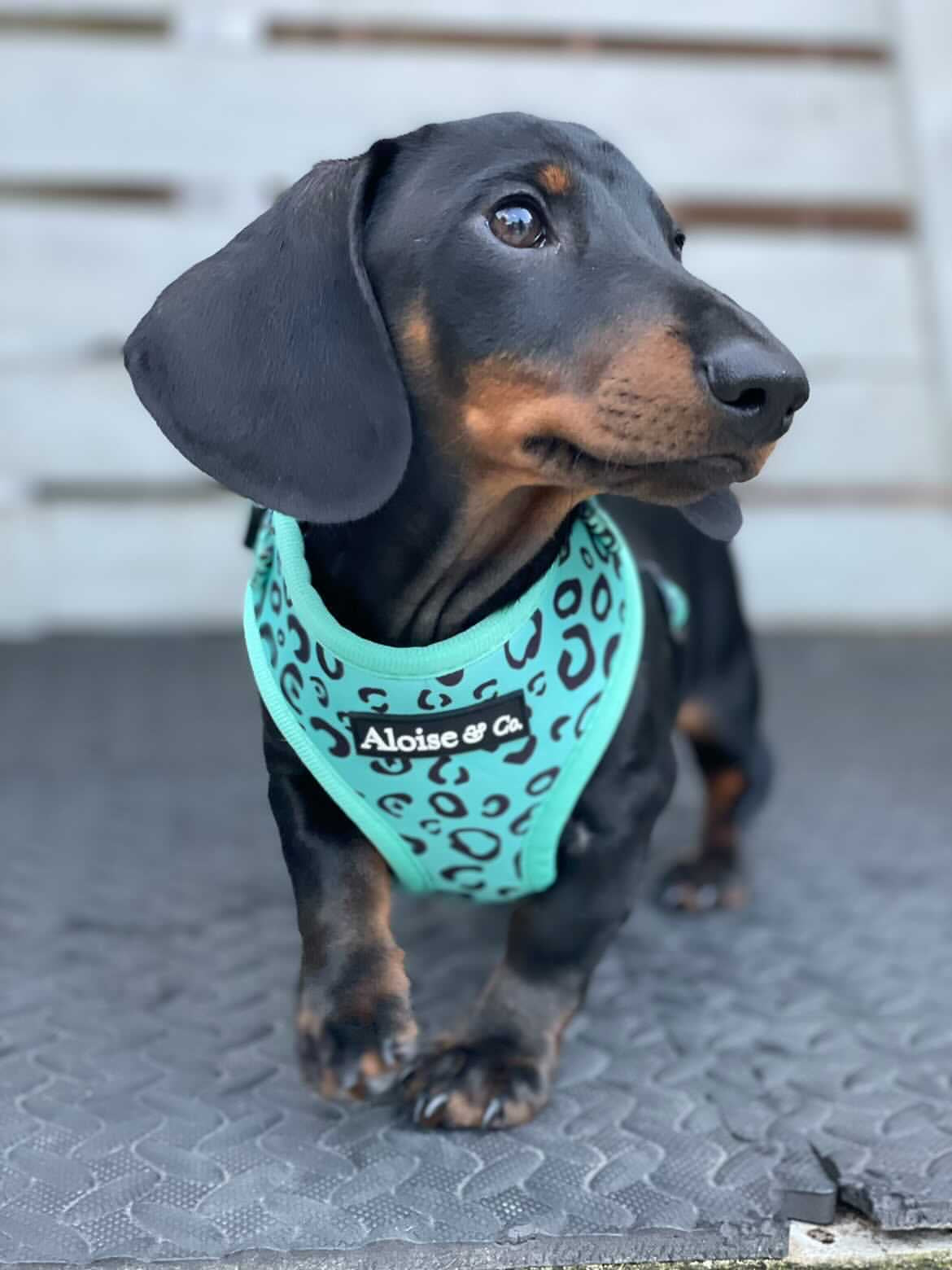 Adjustable Dog Harness - Minty Madness