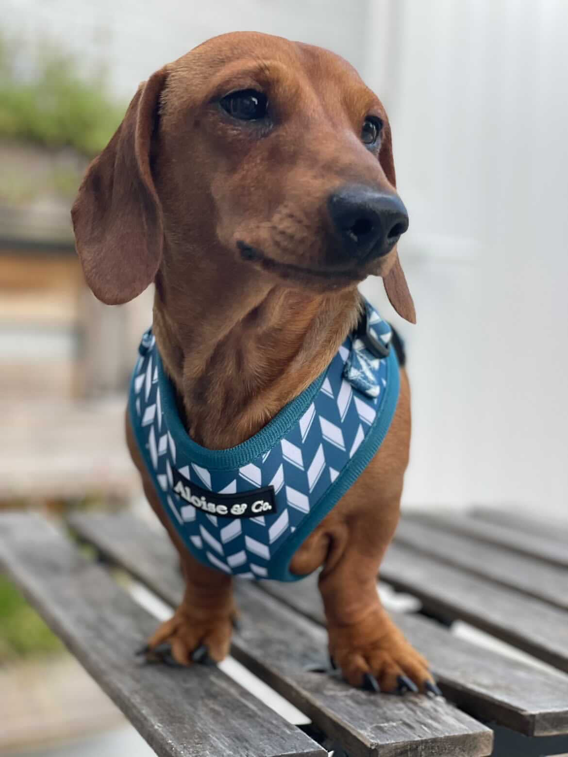 Blue Herring Bone Harness dachshund