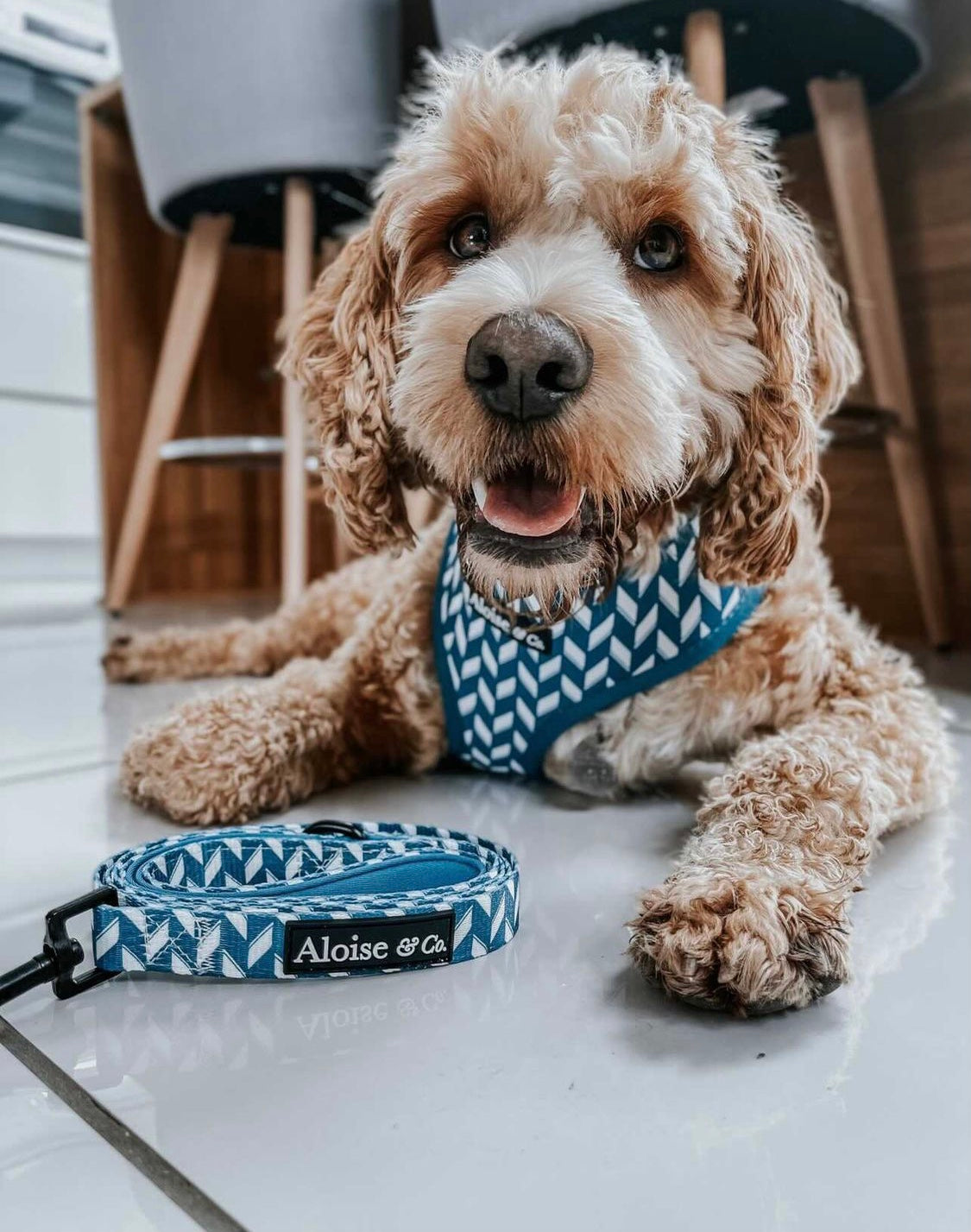 Adjustable Dog Harness - Handsome in Herringbone