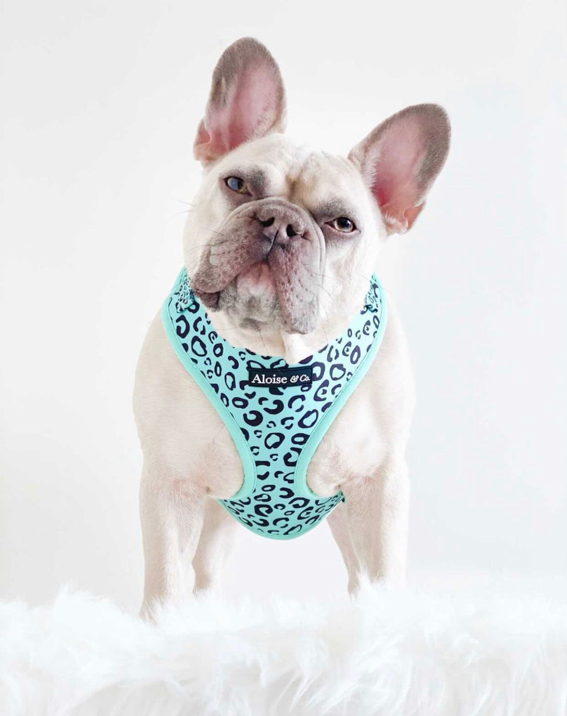 Adjustable Dog Harness - Minty Madness