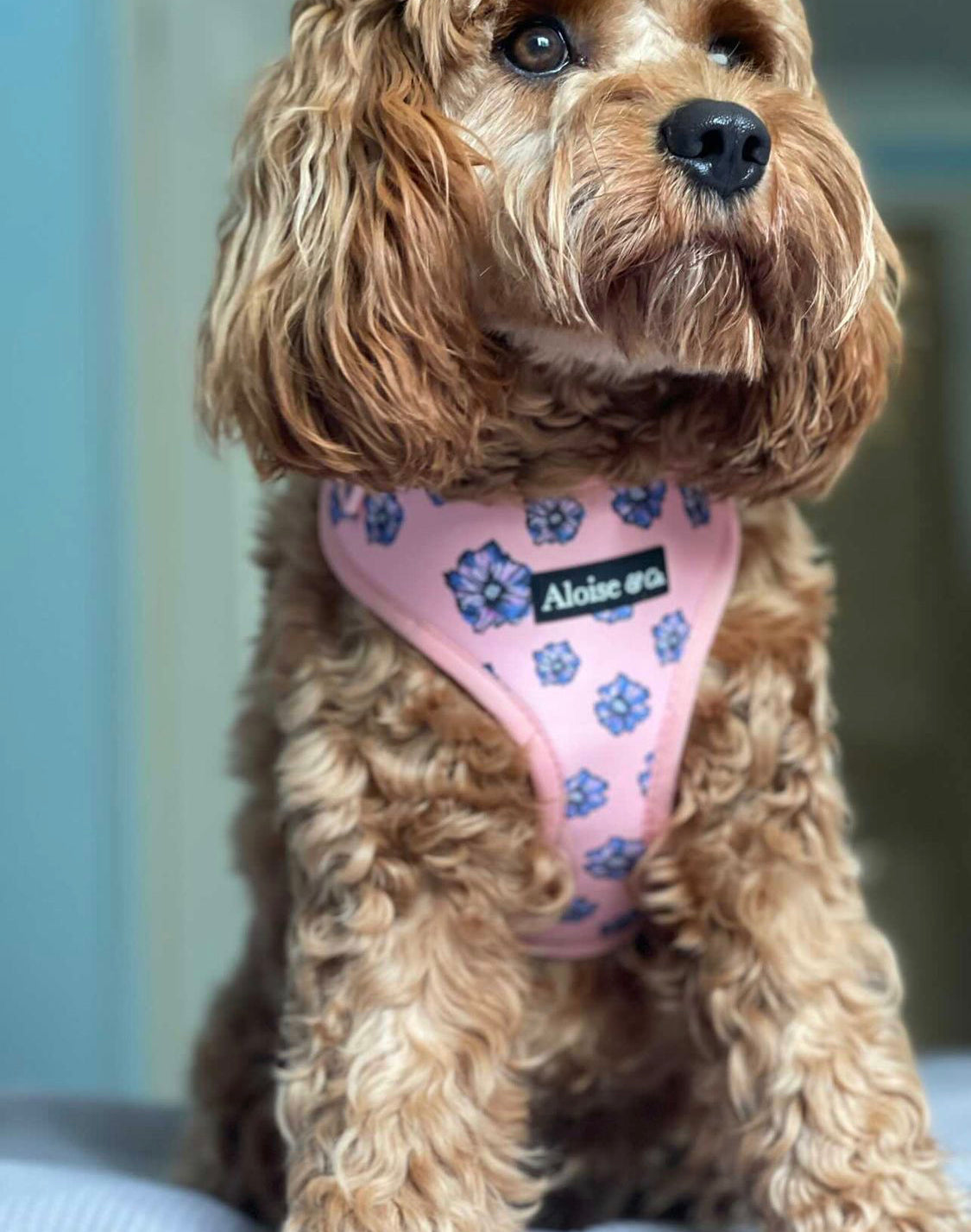 Adjustable Dog Harness - Blooming Blossom