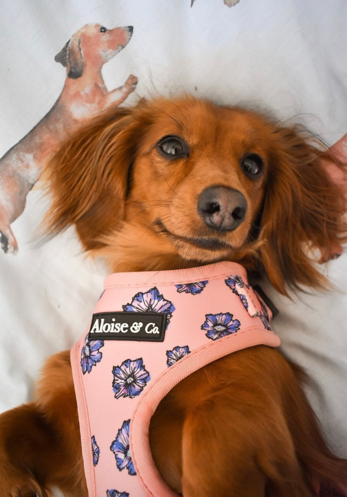 Adjustable Dog Harness - Blooming Blossom