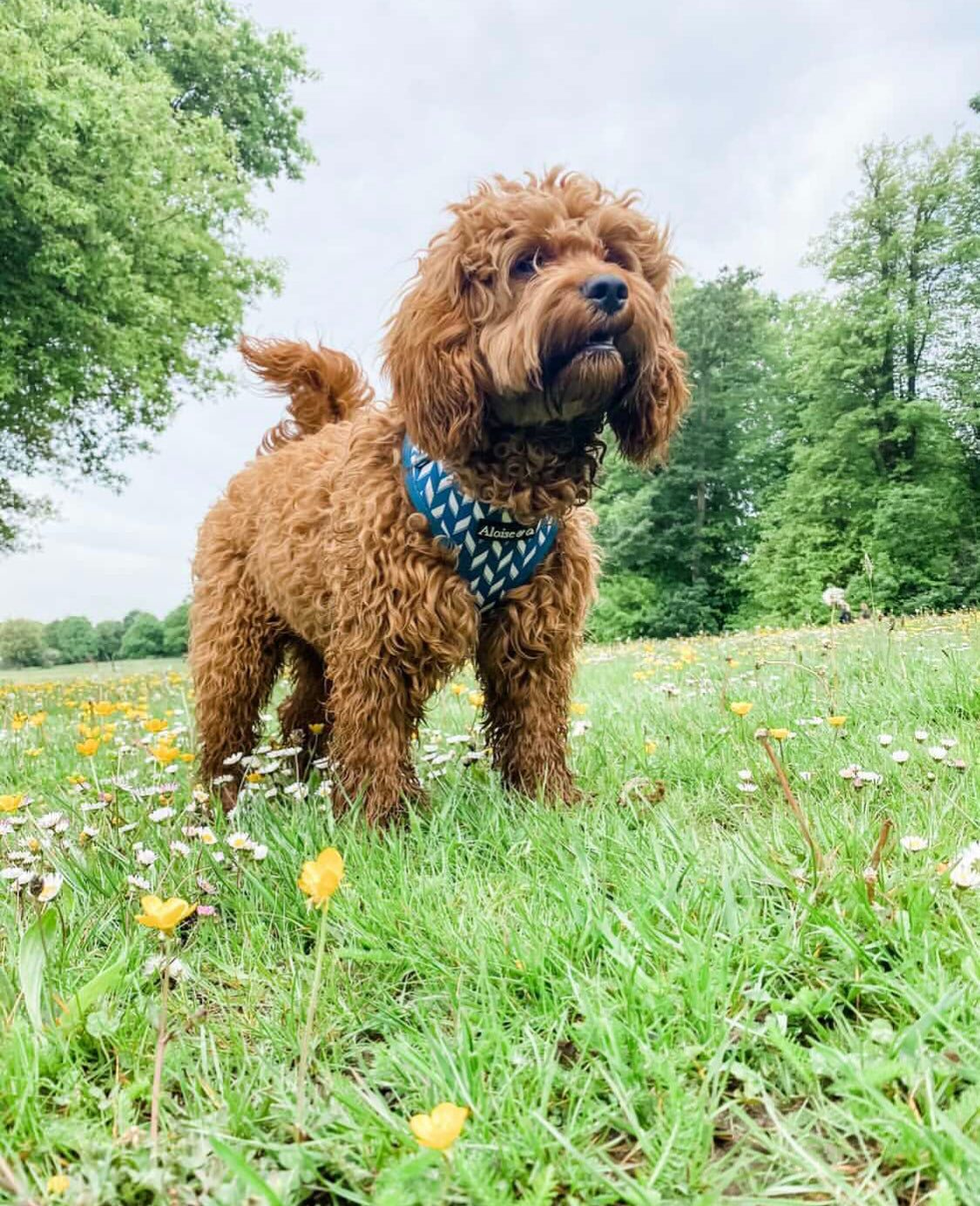 Adjustable Dog Harness - Handsome in Herringbone