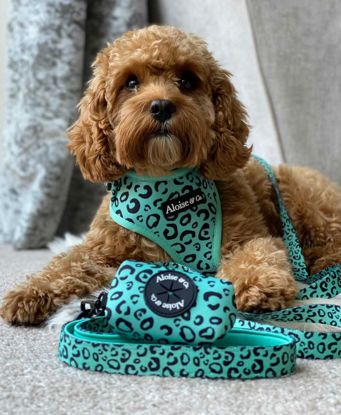 Adjustable Dog Harness - Minty Madness
