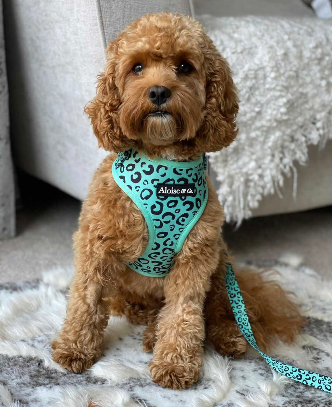 Dog lead - minty Madness
