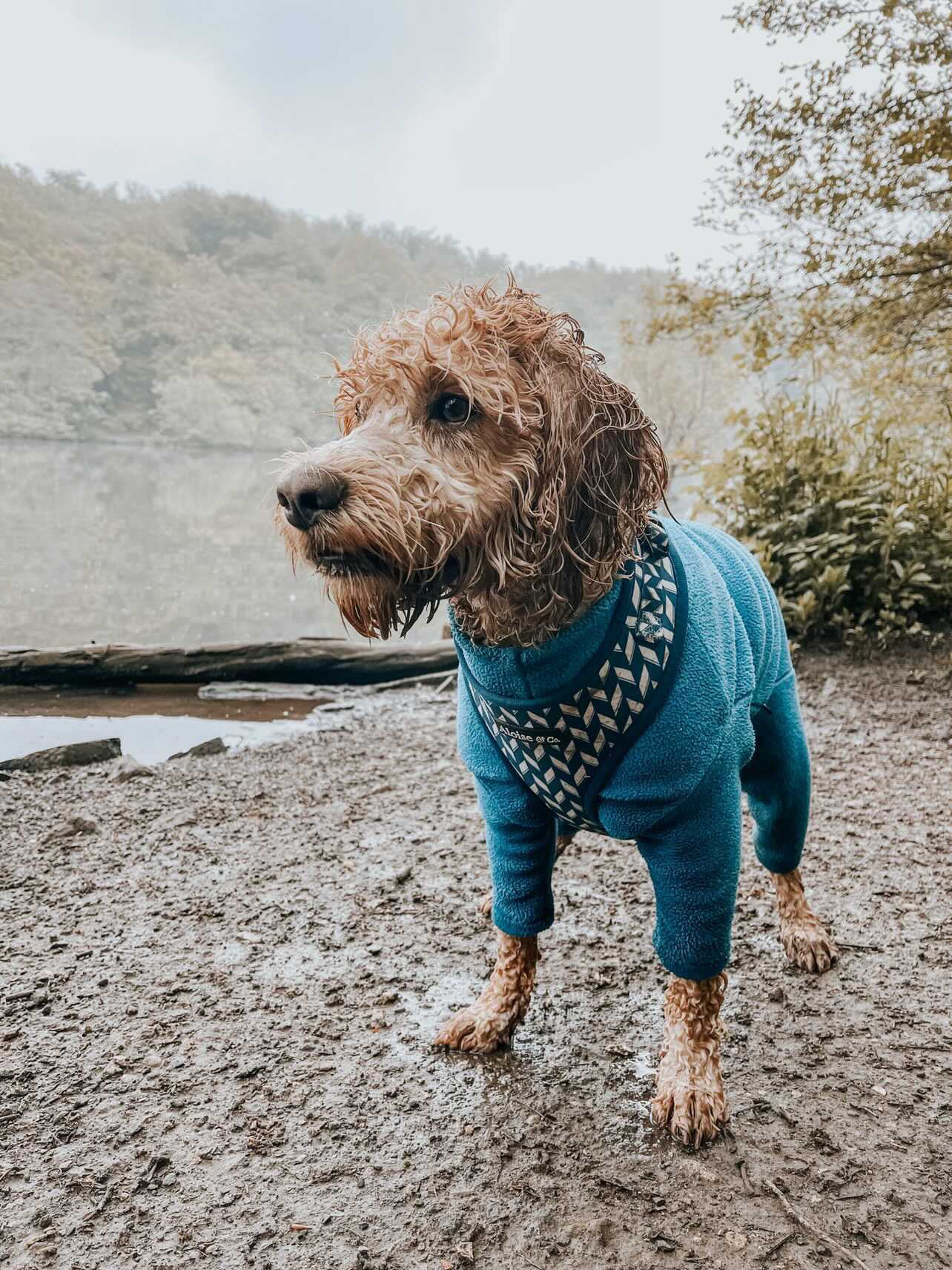 Adjustable Dog Harness - Handsome in Herringbone