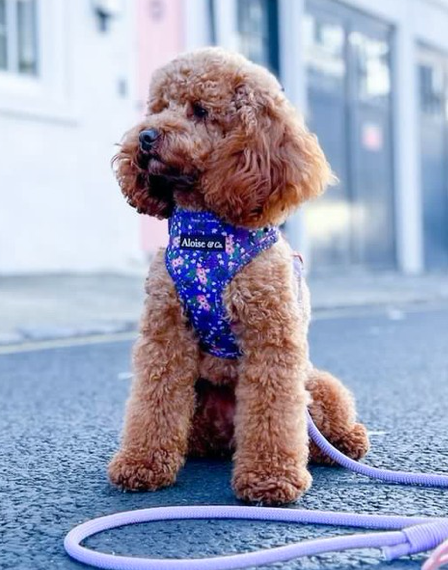 Adjustable Dog Harness - Purple Pansies
