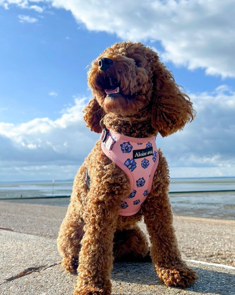 Adjustable Dog Harness - Blooming Blossom