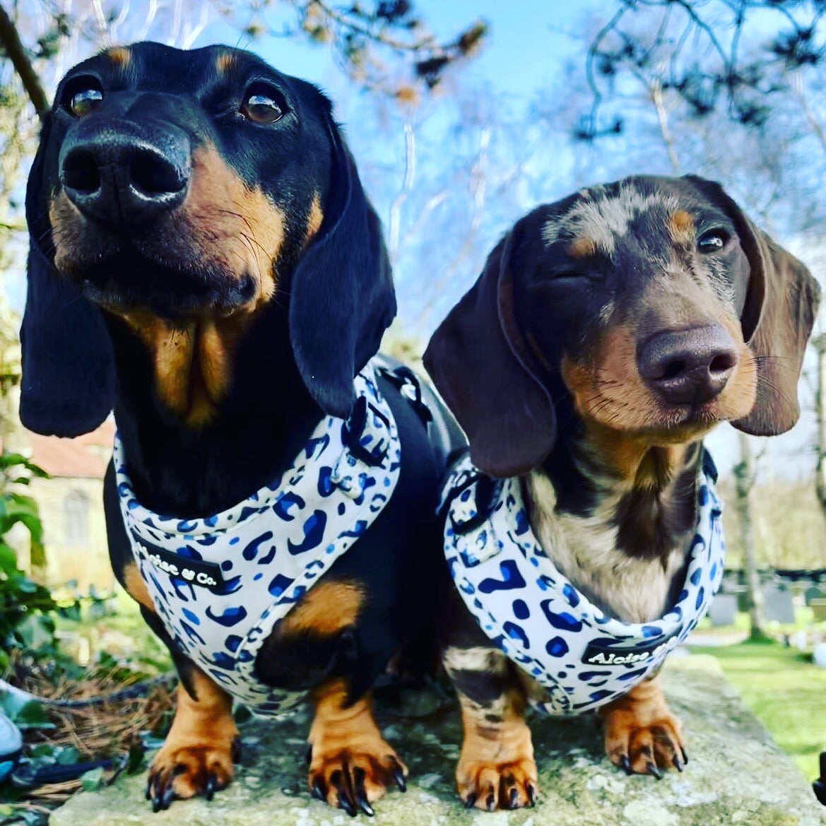 Adjustable Dog Harness - White Leopard