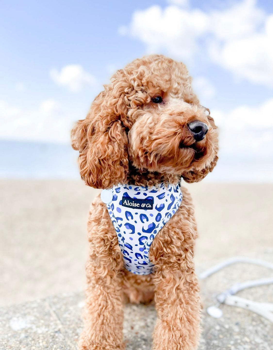 Adjustable Dog Harness - White Leopard