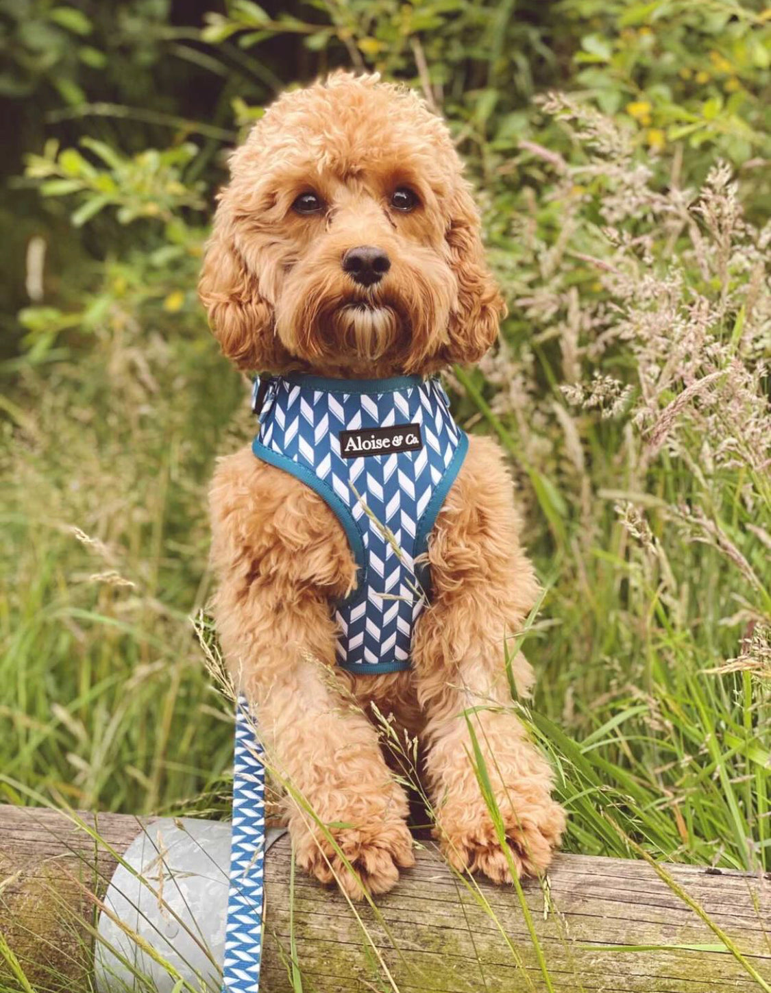 Adjustable Dog Harness - Handsome in Herringbone