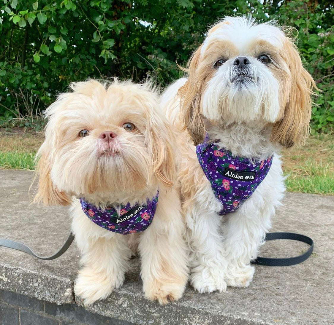Adjustable Dog Harness - Purple Pansies