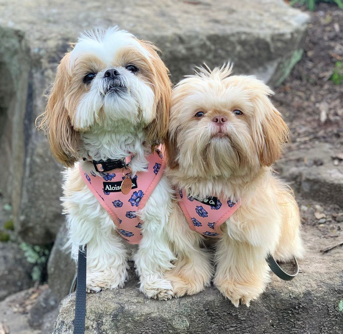 Adjustable Dog Harness - Blooming Blossom