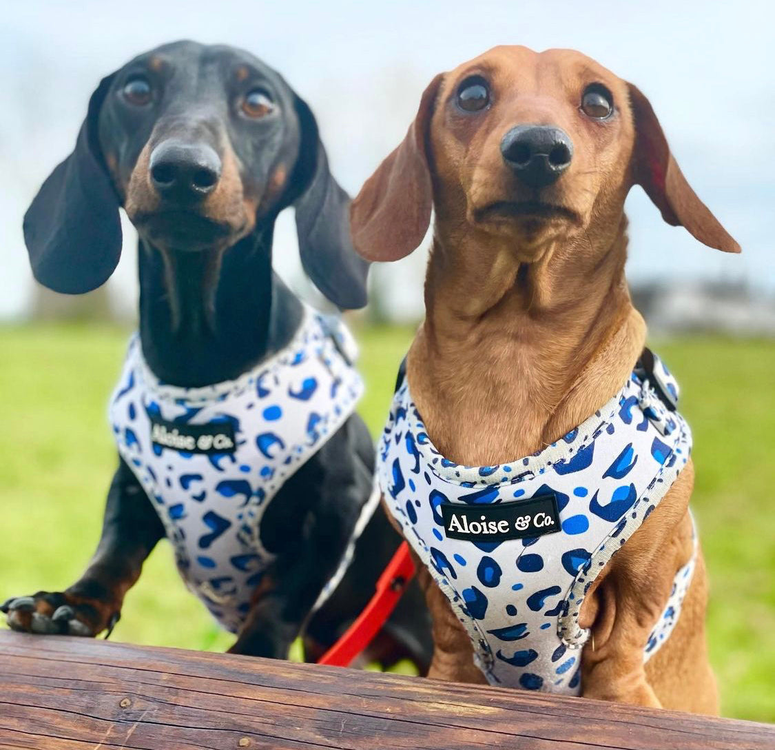 Adjustable Dog Harness - White Leopard
