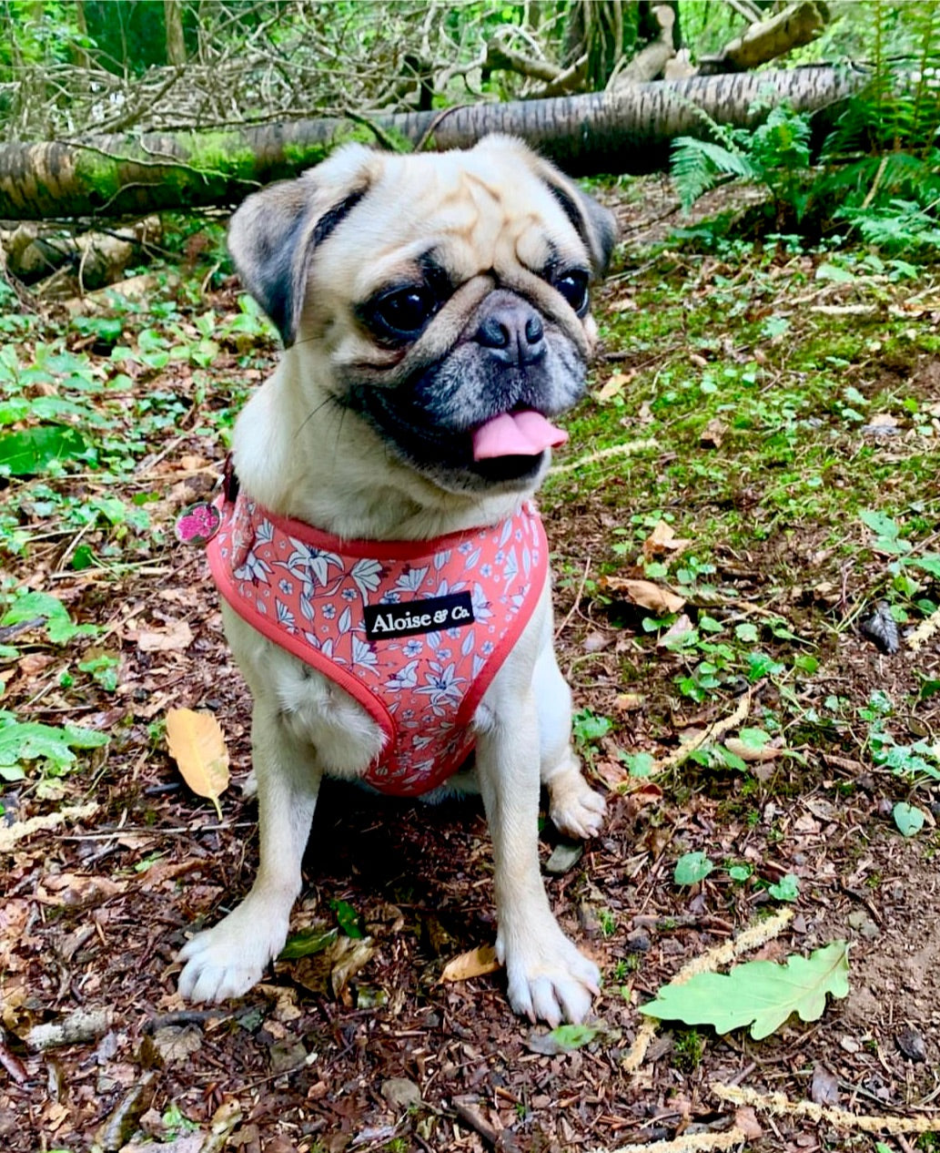 Adjustable Dog Harness - Little lilies