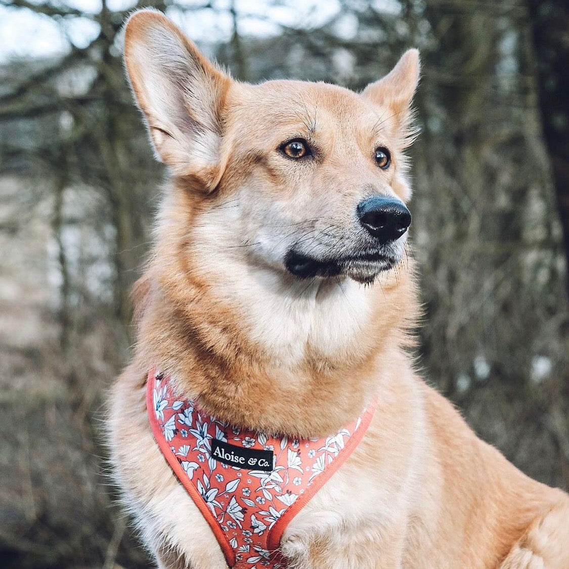 Adjustable Dog Harness - Little lilies